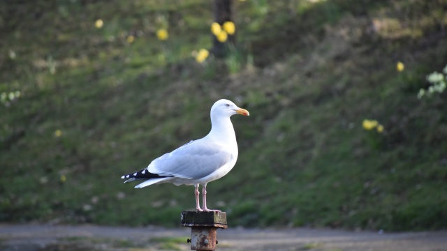 Local cricket: Southport & Birkdale face another relegation scrap as inconsistency costs them dear – Liverpool Echo